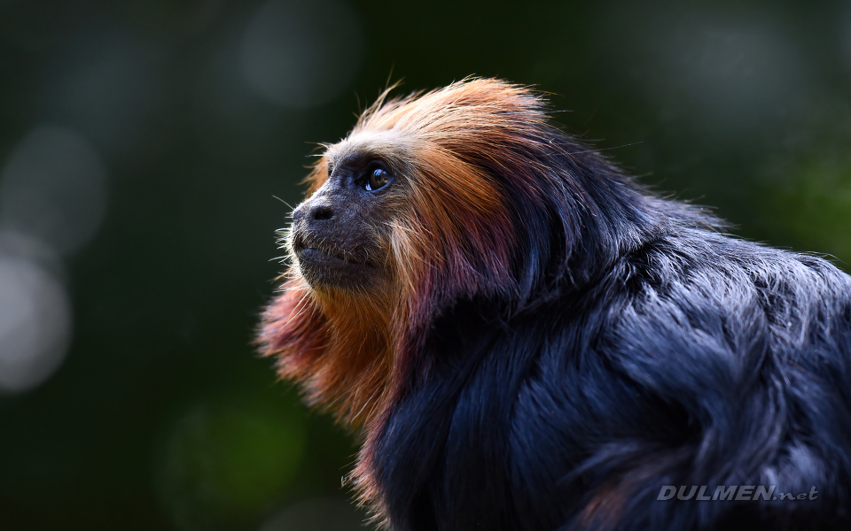 Golden-headed lion tamarin (Leontopithecus chrysomelas)
